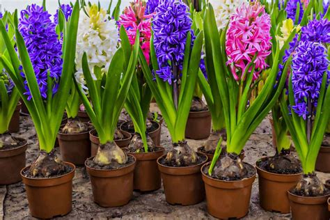 common hyacinth care|care of hyacinths after blooming.